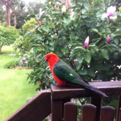 Alisterus scapularis (Australian King-Parrot) at Undefined - 11 Dec 2014 by ChrisAtlasLife35