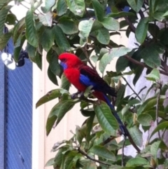 Platycercus elegans (Crimson Rosella) at Undefined - 23 Oct 2018 by ChrisAtlasLife35