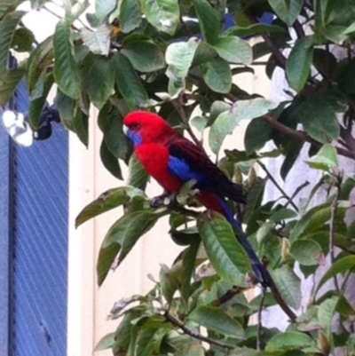 Platycercus elegans (Crimson Rosella) at Undefined - 23 Oct 2018 by ChrisAtlasLife35