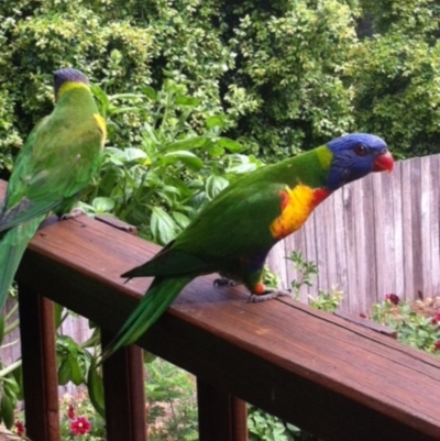 Trichoglossus moluccanus (Rainbow Lorikeet) at Undefined - 5 Dec 2014 by ChrisAtlasLife35