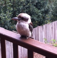 Dacelo novaeguineae (Laughing Kookaburra) at Undefined - 20 Oct 2014 by ChrisAtlasLife35