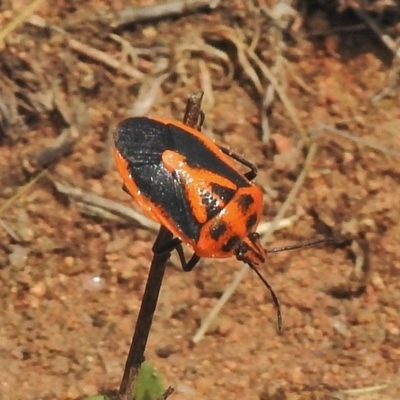 Agonoscelis rutila (Horehound bug) at Molonglo Valley, ACT - 23 Oct 2018 by JohnBundock