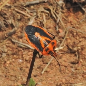 Agonoscelis rutila at Molonglo Valley, ACT - 23 Oct 2018