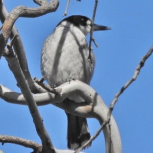 Cracticus torquatus at O'Malley, ACT - 23 Oct 2018