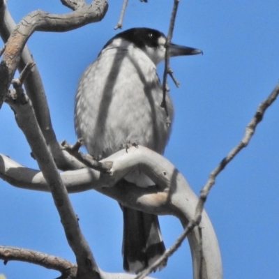 Cracticus torquatus (Grey Butcherbird) at Mount Mugga Mugga - 22 Oct 2018 by JohnBundock
