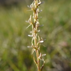 Prasophyllum petilum (Tarengo Leek Orchid) at Hall, ACT - 23 Oct 2018 by ClubFED