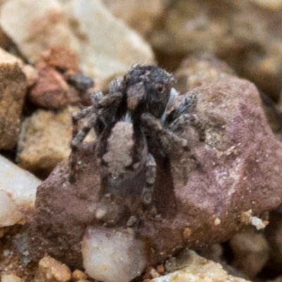 Euophryinae sp.(Undescribed) (subfamily) (A jumping spider) at Coree, ACT - 23 Oct 2018 by Judith Roach