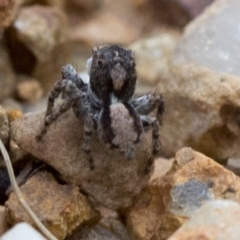 Euophryinae sp.(Undescribed) (subfamily) at Coree, ACT - 24 Oct 2018