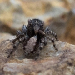 Euophryinae sp.(Undescribed) (subfamily) at Coree, ACT - 24 Oct 2018 07:38 AM