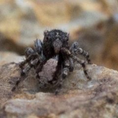 Euophryinae sp.(Undescribed) (subfamily) at Coree, ACT - 24 Oct 2018