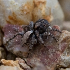 Euophryinae sp.(Undescribed) (subfamily) at Coree, ACT - 24 Oct 2018