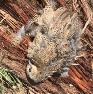 Synoicus ypsilophorus at Molonglo River Reserve - 24 Oct 2018