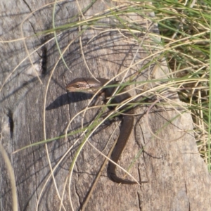 Pseudemoia entrecasteauxii at Cotter River, ACT - 23 Oct 2018 04:29 PM