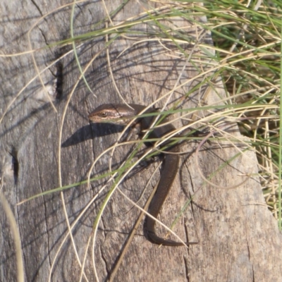 Pseudemoia entrecasteauxii (Woodland Tussock-skink) at Cotter River, ACT - 23 Oct 2018 by Christine