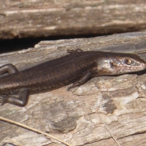 Pseudemoia entrecasteauxii at Cotter River, ACT - 23 Oct 2018 04:29 PM