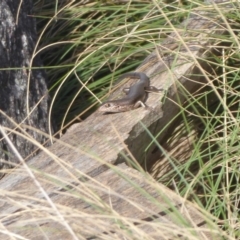 Pseudemoia entrecasteauxii at Cotter River, ACT - 23 Oct 2018