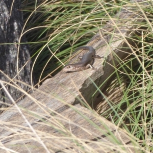 Pseudemoia entrecasteauxii at Cotter River, ACT - 23 Oct 2018