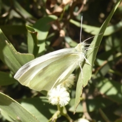 Pieris rapae (Cabbage White) at Cotter River, ACT - 23 Oct 2018 by Christine