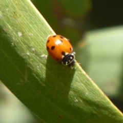 Hippodamia variegata (Spotted Amber Ladybird) at Namadgi National Park - 23 Oct 2018 by Christine