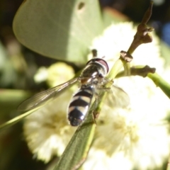 Melangyna sp. (genus) (Hover Fly) at Cotter River, ACT - 23 Oct 2018 by Christine
