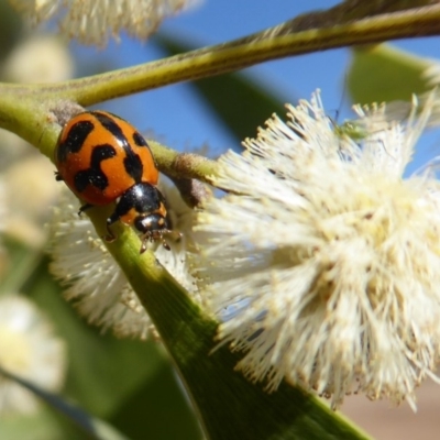 Coccinella transversalis (Transverse Ladybird) at Cotter River, ACT - 23 Oct 2018 by Christine