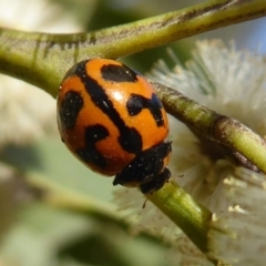 Coccinella transversalis at Cotter River, ACT - 23 Oct 2018
