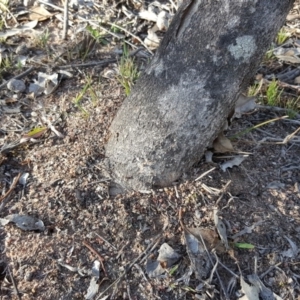 Papyrius nitidus at Symonston, ACT - suppressed