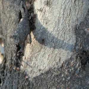 Papyrius nitidus at Symonston, ACT - 23 Oct 2018