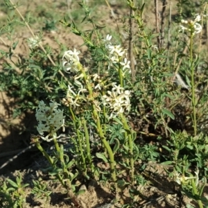 Stackhousia monogyna at Symonston, ACT - 23 Oct 2018