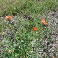 Papaver dubium at Symonston, ACT - 23 Oct 2018 02:43 PM