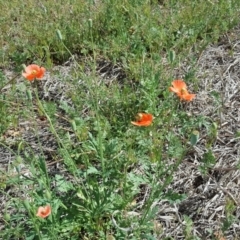 Papaver dubium at Symonston, ACT - 23 Oct 2018