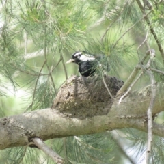 Grallina cyanoleuca at Fyshwick, ACT - 18 Oct 2018 02:17 PM