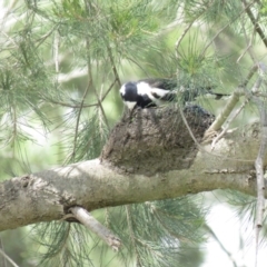 Grallina cyanoleuca at Fyshwick, ACT - 18 Oct 2018 02:17 PM