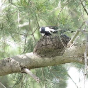 Grallina cyanoleuca at Fyshwick, ACT - 18 Oct 2018 02:17 PM