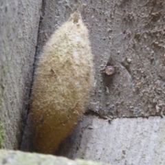 Lepidoptera unclassified IMMATURE (caterpillar or pupa or cocoon) at Cotter River, ACT - 23 Oct 2018 by Christine