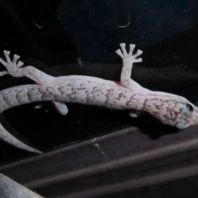 Christinus marmoratus (Southern Marbled Gecko) at Flynn, ACT - 23 Oct 2018 by Christine