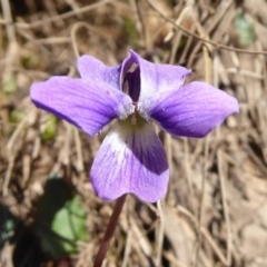 Viola betonicifolia (Mountain Violet) at Brindabella, NSW - 23 Oct 2018 by Christine