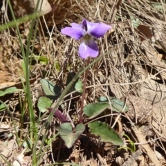 Viola betonicifolia at Brindabella, NSW - 23 Oct 2018