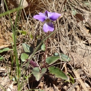 Viola betonicifolia at Brindabella, NSW - 23 Oct 2018 03:09 PM