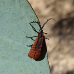 Trichalus sp. (genus) (Net-winged beetle) at Namadgi National Park - 23 Oct 2018 by Christine