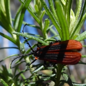 Trichalus sp. (genus) at Cotter River, ACT - 23 Oct 2018 02:29 PM