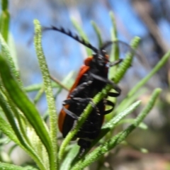 Trichalus sp. (genus) at Cotter River, ACT - 23 Oct 2018 02:29 PM