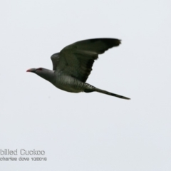 Scythrops novaehollandiae (Channel-billed Cuckoo) at Undefined - 15 Oct 2018 by CharlesDove