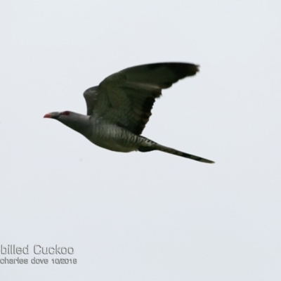 Scythrops novaehollandiae (Channel-billed Cuckoo) at Undefined - 15 Oct 2018 by CharlesDove