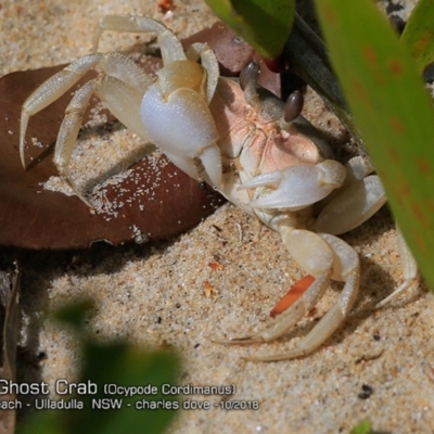 Ocypode cordimana (Smooth-Handed Ghost Crab) at Undefined - 9 Oct 2018 by CharlesDove