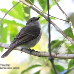 Pachycephala pectoralis (Golden Whistler) at Milton Rainforest Walking Track - 14 Oct 2018 by Charles Dove