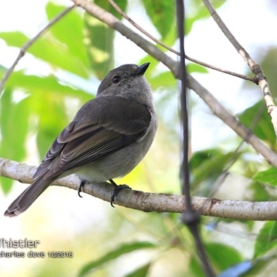 Pachycephala pectoralis (Golden Whistler) at Milton Rainforest Walking Track - 15 Oct 2018 by CharlesDove