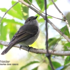 Pachycephala pectoralis (Golden Whistler) at - 14 Oct 2018 by Charles Dove