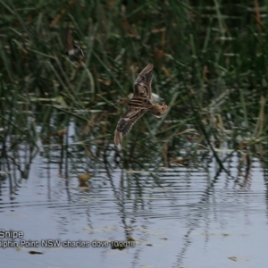 Gallinago hardwickii at Burrill Lake, NSW - 14 Oct 2018