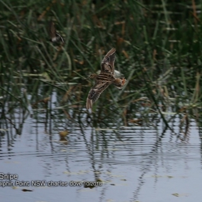 Gallinago hardwickii (Latham's Snipe) at Wairo Beach and Dolphin Point - 14 Oct 2018 by CharlesDove